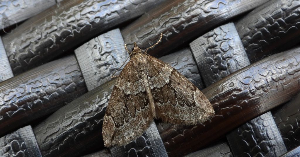 Paśnik juniperata (Thera juniperata)