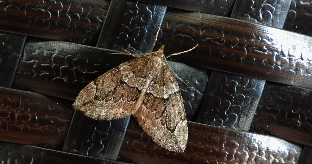 Paśnik juniperata (Thera juniperata)