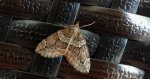 Paśnik juniperata (Thera juniperata)