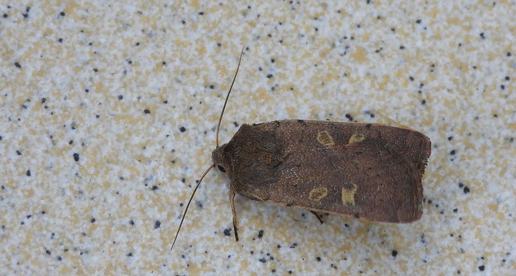 Rolnica znakówka (Xestia xanthographa)