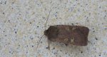 Rolnica znakówka (Xestia xanthographa)