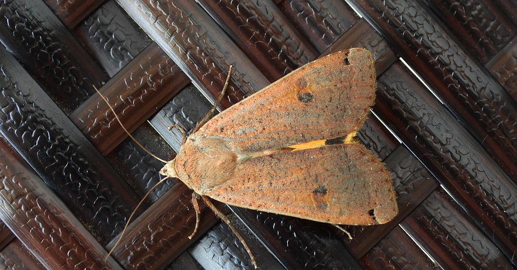 Rolnica tasiemka (Noctua pronuba)