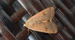 Rolnica tasiemka (Noctua pronuba)