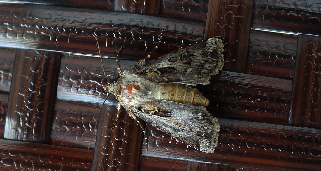 Rolnica szkółkówka (Agrotis vestigialis)