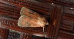 Rolnica znakówka (Xestia xanthographa)