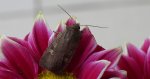 Rolnica znakówka (Xestia xanthographa)