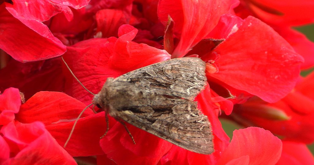 Paciepnica korzeniówka (Apamea monoglypha)