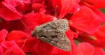 Paciepnica korzeniówka (Apamea monoglypha)
