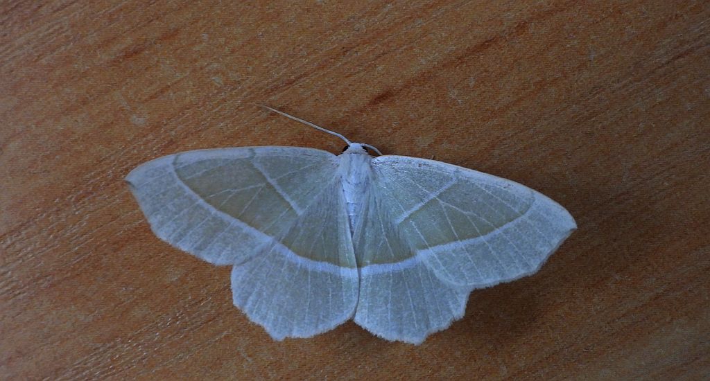 Ostrolot kreskowiak (Hylaea fasciaria)