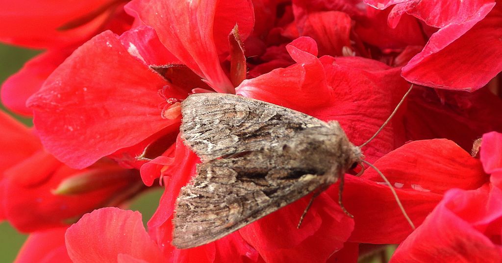 Paciepnica korzeniówka (Apamea monoglypha)