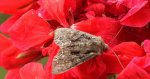 Paciepnica korzeniówka (Apamea monoglypha)