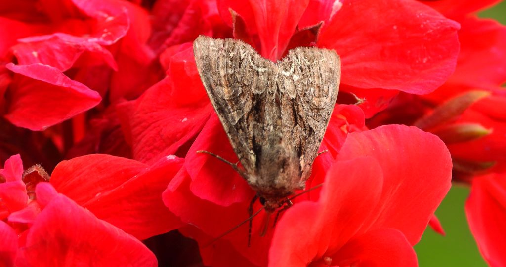 Paciepnica korzeniówka (Apamea monoglypha)