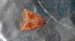 Amphipoea fucosa lub Amphipoea lucens