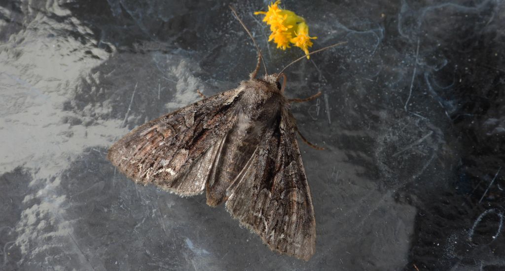 Paciepnica korzeniówka (Apamea monoglypha)