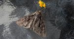 Paciepnica korzeniówka (Apamea monoglypha)