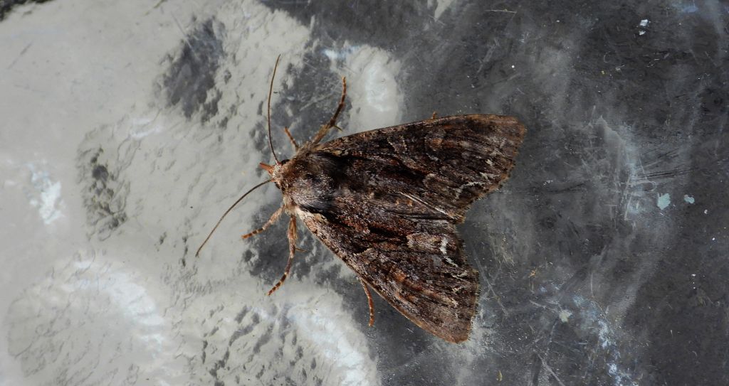Paciepnica korzeniówka (Apamea monoglypha)