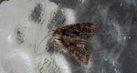 Paciepnica korzeniówka (Apamea monoglypha)