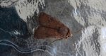 Rolnica znakówka (Xestia xanthographa)