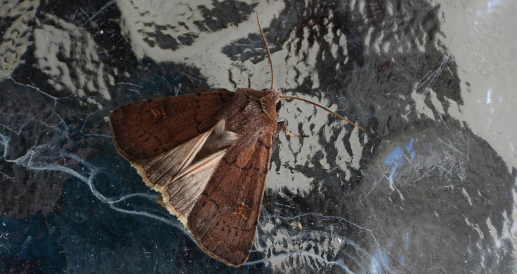 Rolnica znakówka (Xestia xanthographa)