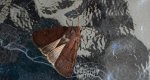 Rolnica znakówka (Xestia xanthographa)