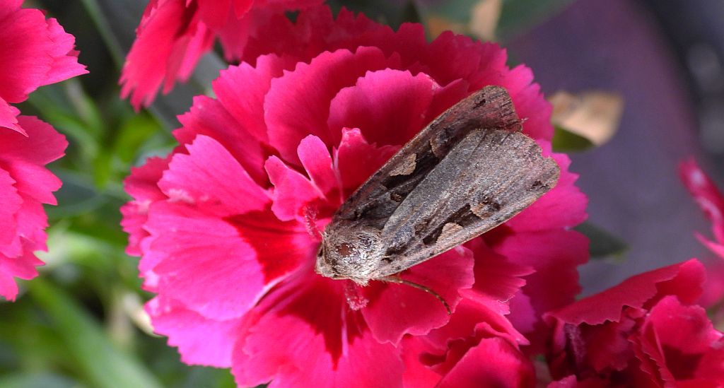 Rolnica panewka (Xestia c-nigrum)