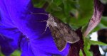 Rolnica zbożówka (Agrotis segetum)