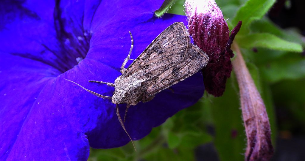 Rolnica zbożówka (Agrotis segetum)