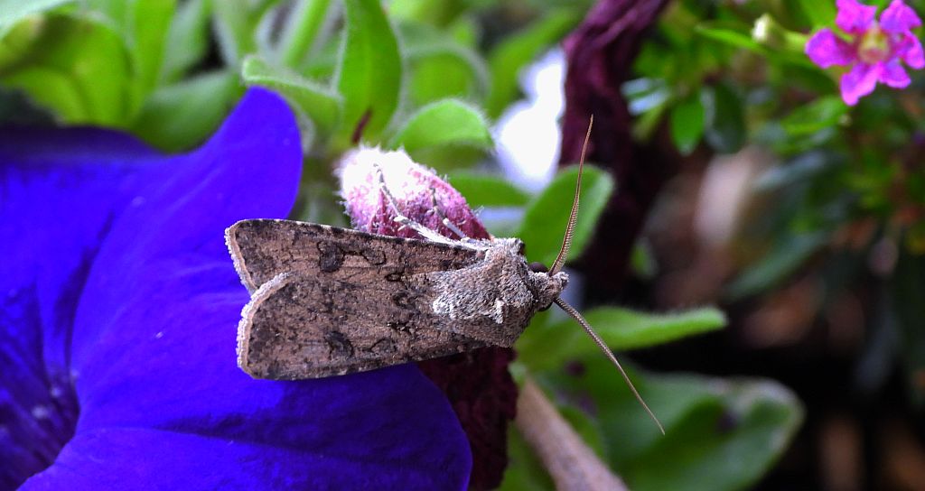 Rolnica zbożówka (Agrotis segetum)
