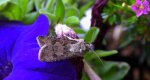 Rolnica zbożówka (Agrotis segetum)