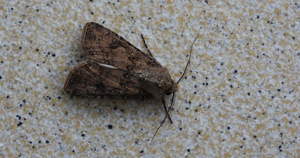 Rolnica zbożówka (Agrotis segetum)