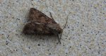 Rolnica zbożówka (Agrotis segetum)