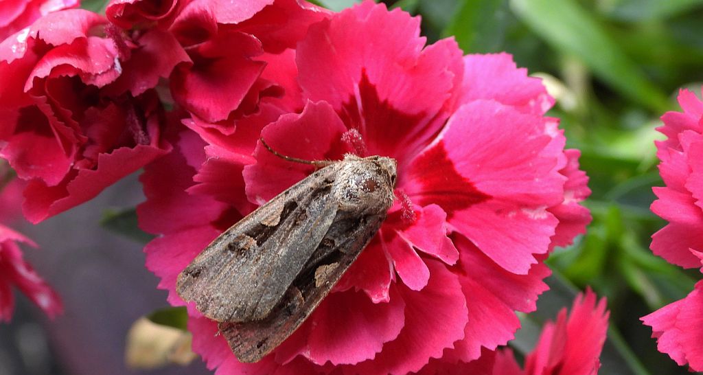 Rolnica panewka (Xestia c-nigrum)