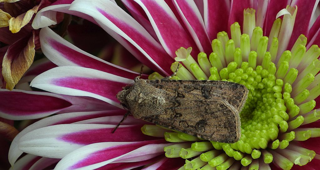 Rolnica zbożówka (Agrotis segetum)