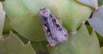 Rolnica panewka (Xestia c-nigrum)