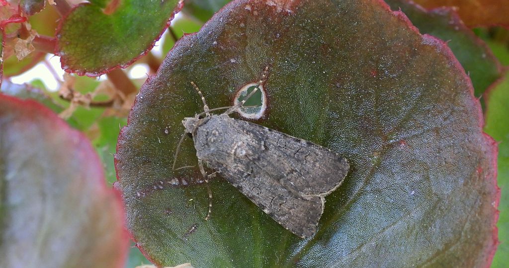 Rolnica zbożówka (Agrotis segetum)
