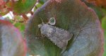Rolnica zbożówka (Agrotis segetum)