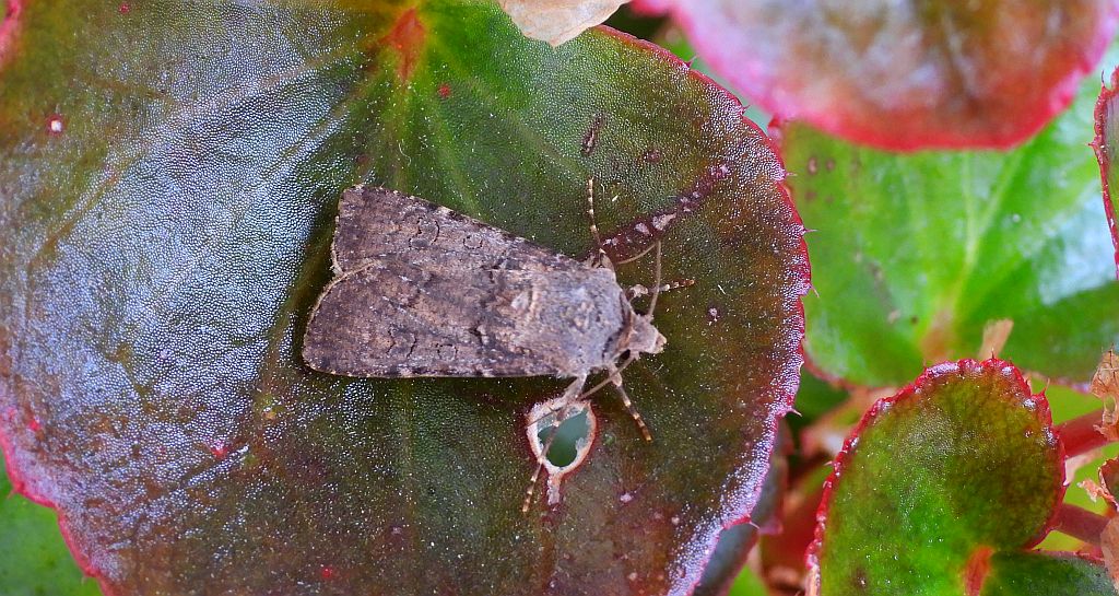 Rolnica zbożówka (Agrotis segetum)