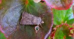 Rolnica zbożówka (Agrotis segetum)