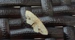 Krocznik połowiczak (Idaea dimidiata)