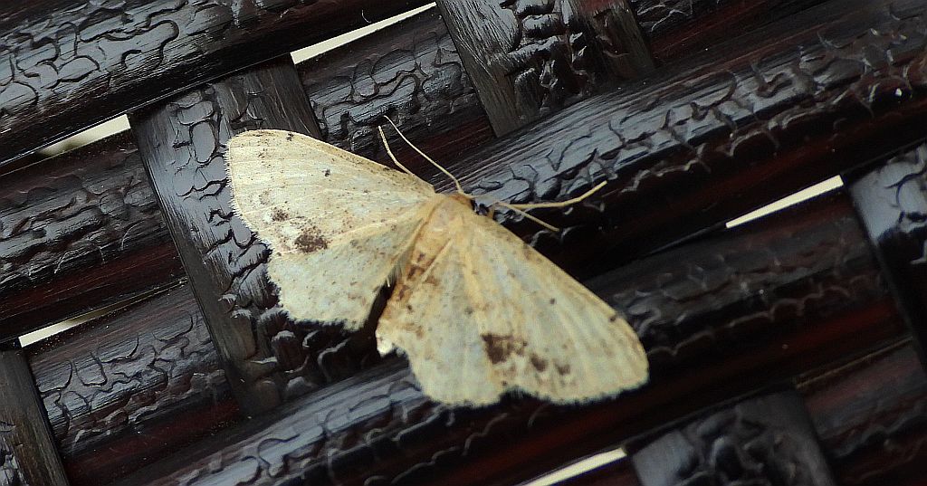 Krocznik połowiczak (Idaea dimidiata)