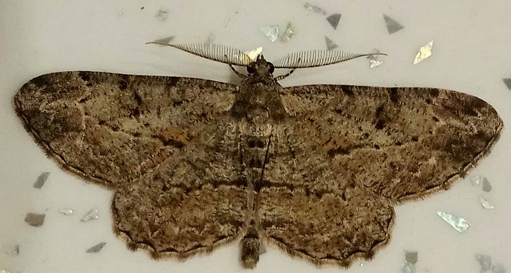 Przylepek kruszyniak (Peribatodes rhomboidaria)