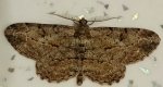 Przylepek kruszyniak (Peribatodes rhomboidaria)