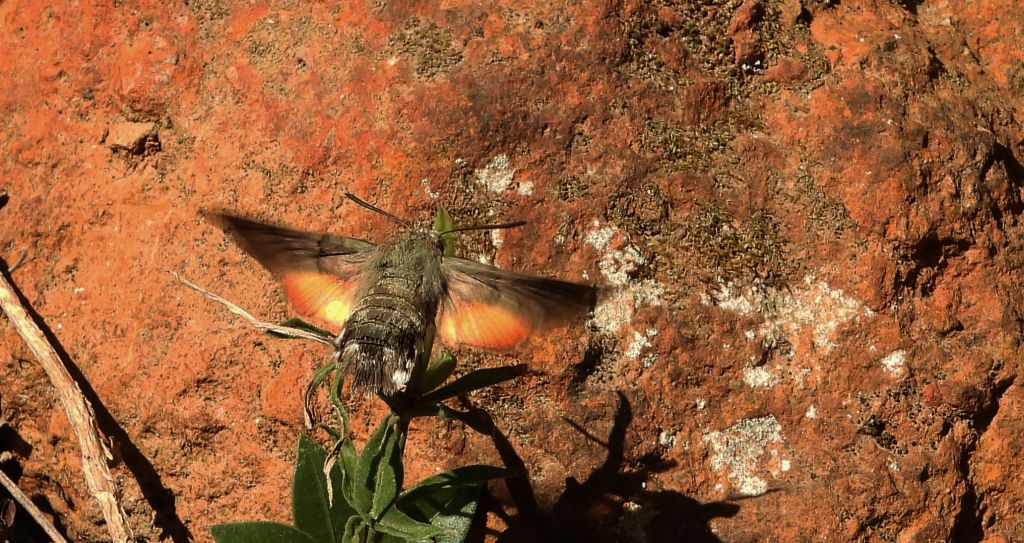 Fruczak gołąbek (Macroglossum stellatarum)