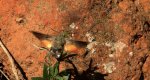 Fruczak gołąbek (Macroglossum stellatarum)
