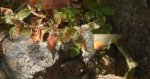 Fruczak gołąbek (Macroglossum stellatarum)