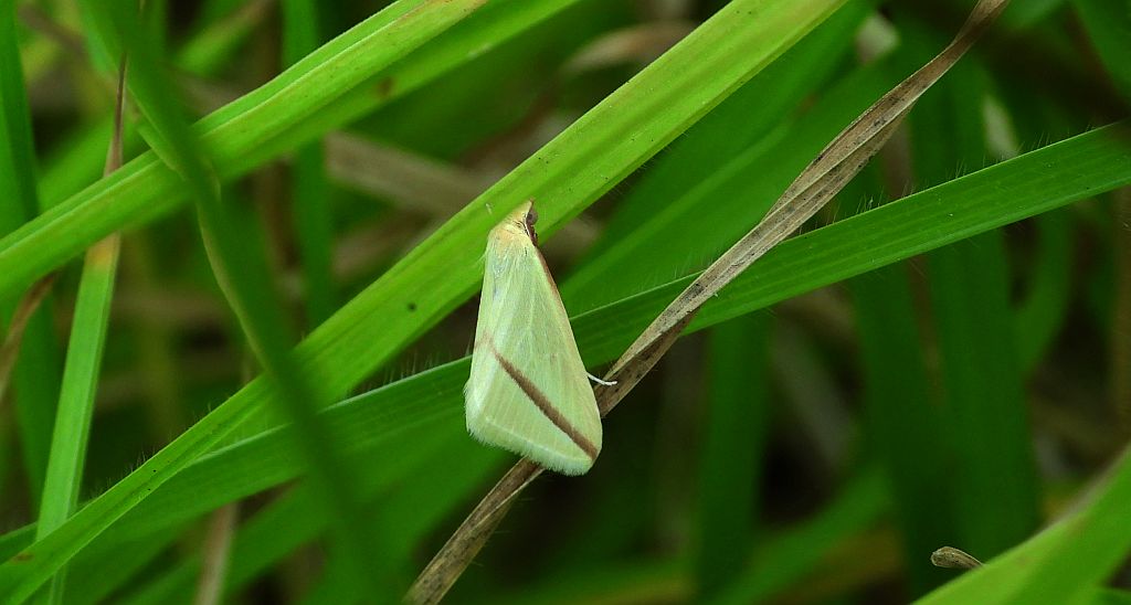 Rhodometra sacraria