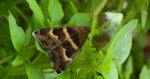 Grammodes stolida