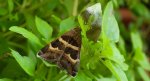Grammodes stolida