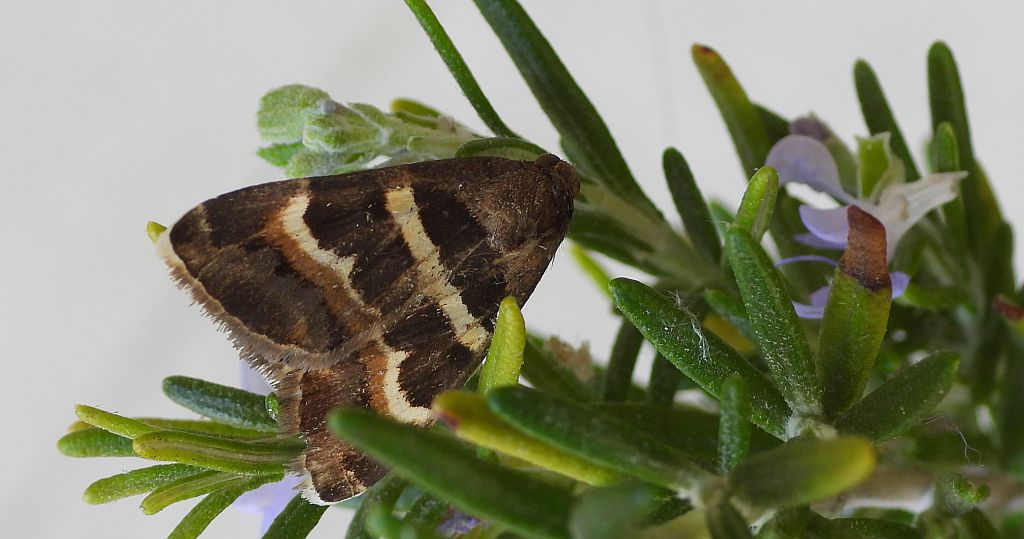 Grammodes stolida