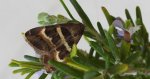 Grammodes stolida